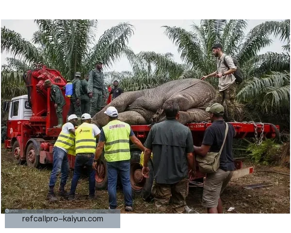 科特迪瓦大象军团近期状态回暖，备受期待的表现令球迷振奋